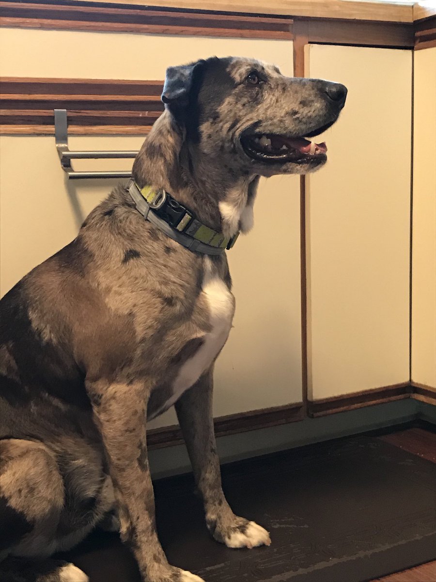 Portrait of a good boy patiently awaiting cheese