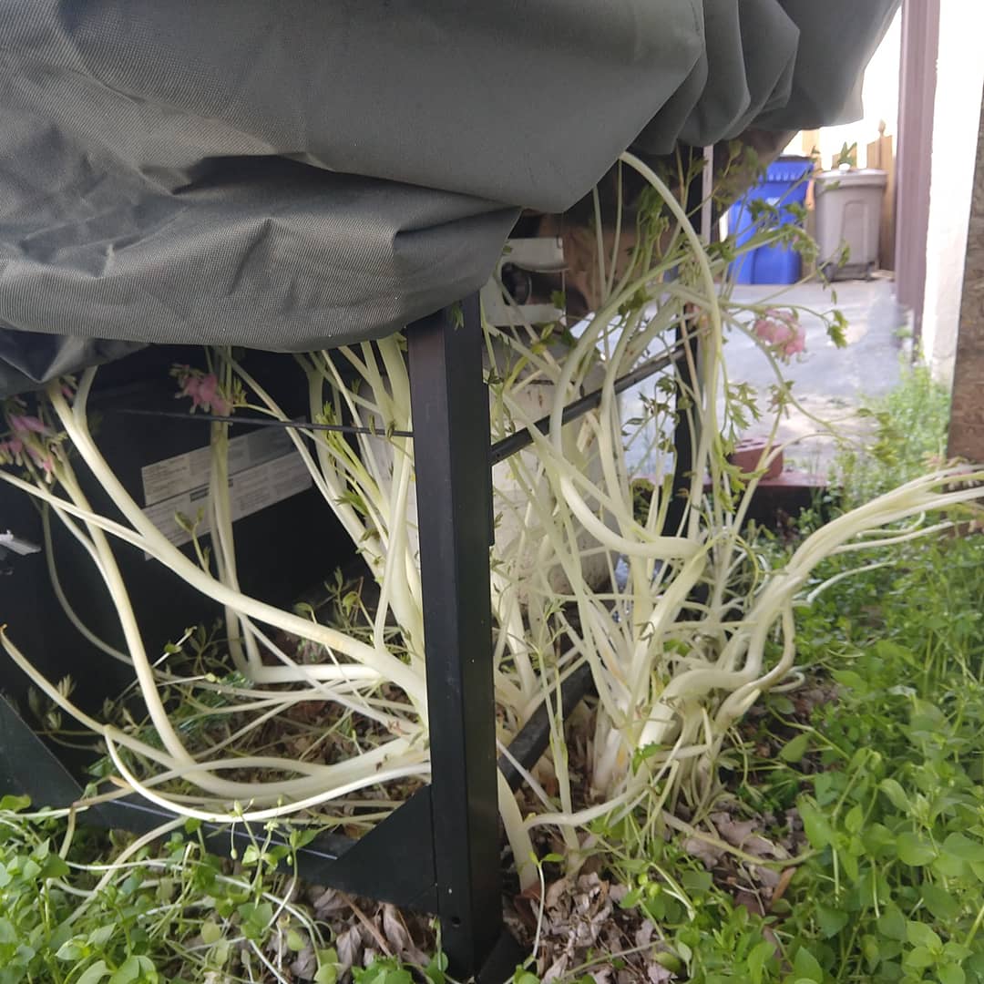 themicahjames's tweet photo. "Living in fear is not a life at all". Senator Padmé Amidala This plant teaches us a lesson that a plant that endured a trial to live can become a stronger and healthier plant. If we don't engage in life outside our homes our immune system won't be ready when they open back up. https://t.co/bG7tpvFRgr