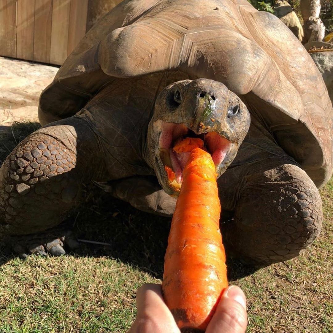 whimsygoat tweet media