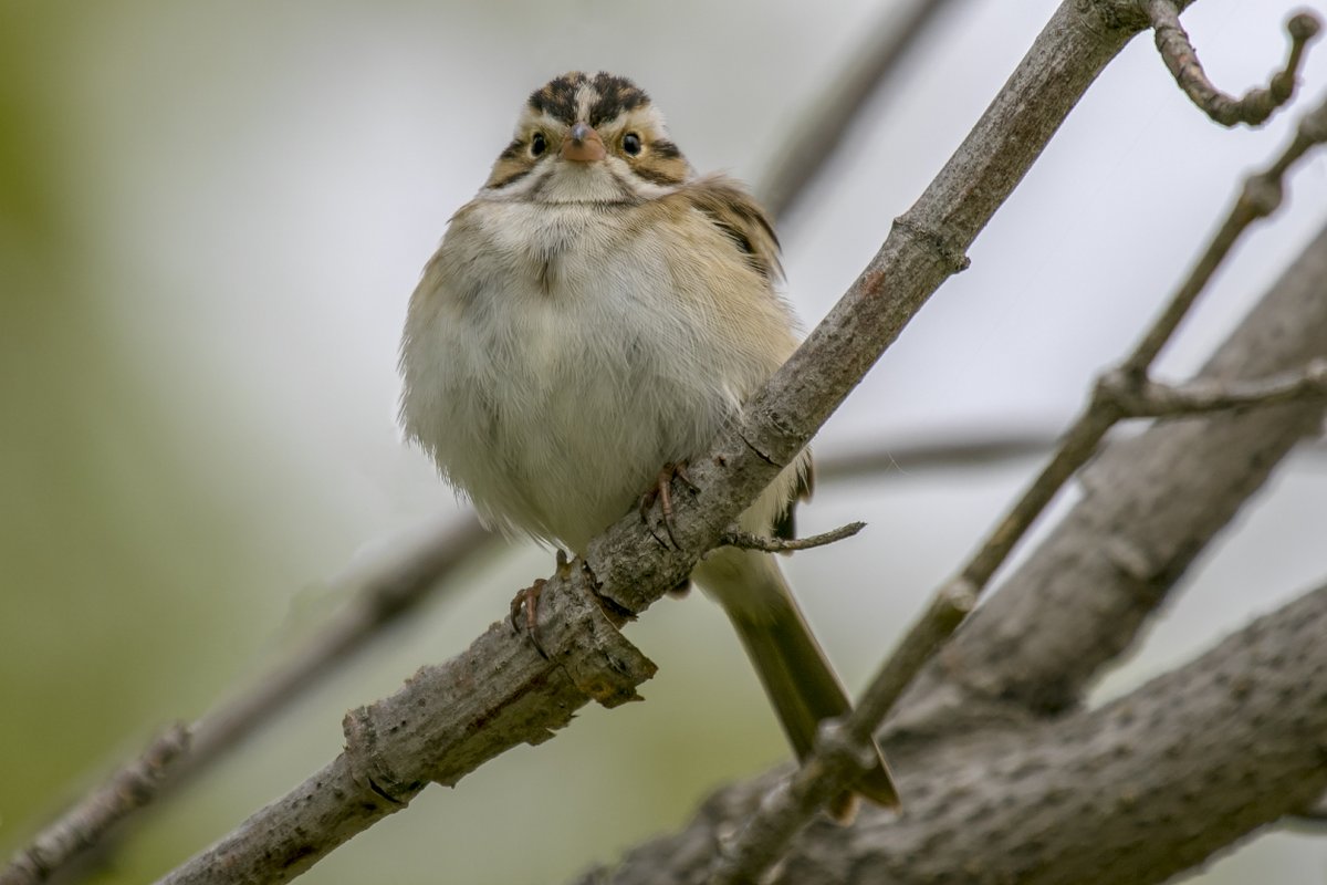 So, the next time someone says, "It's just a sparrow", take a closer look! Spring is a great time to learn about sparrows because most are WAY easier to ID in their breeding plumage than in the fall (They even come in borb versions )(12/12)