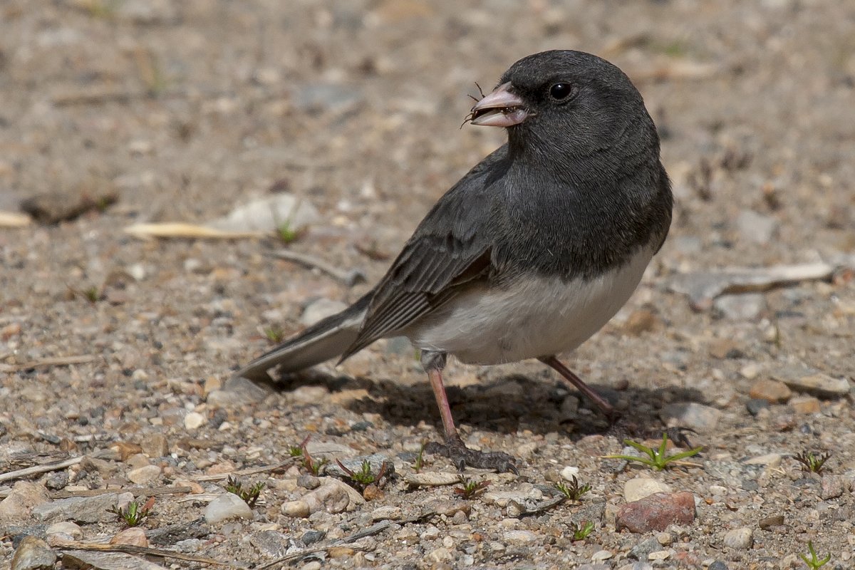 Here's another thing... Junco? Totally a sparrow (11/12)