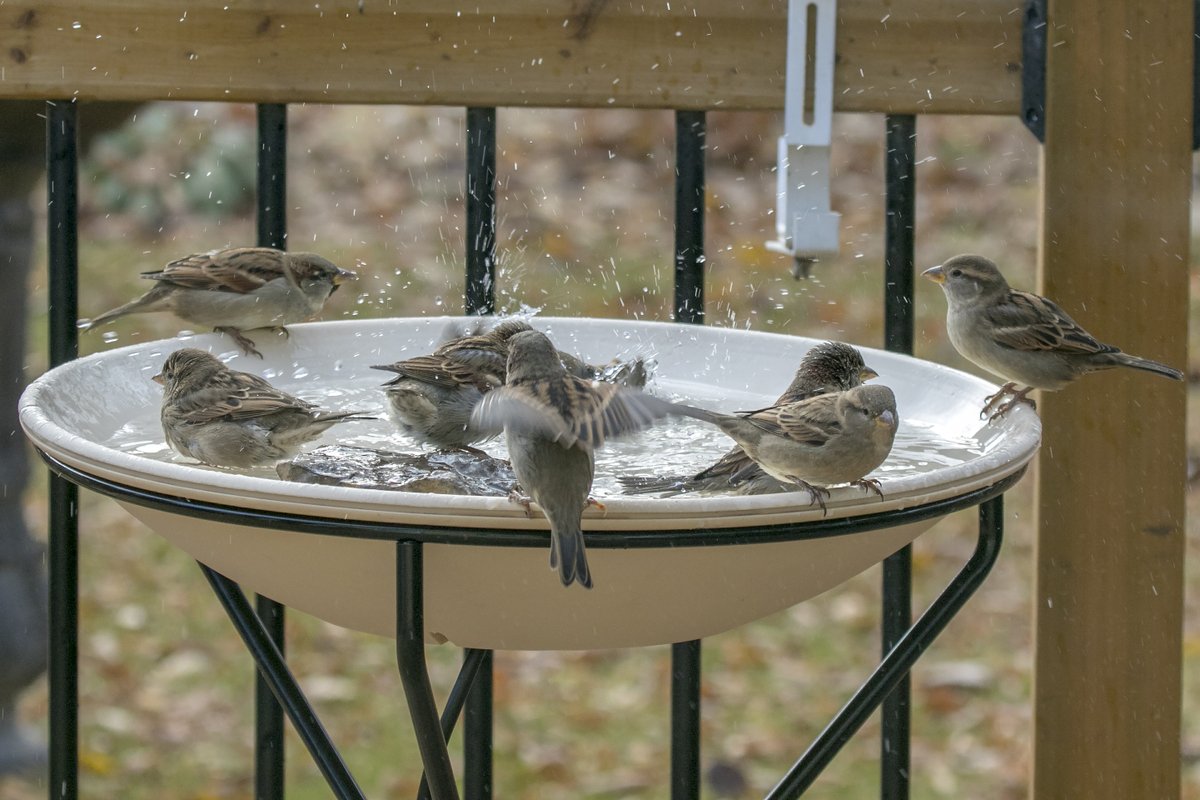 Here's a thing... the House Sparrow? It's an "old world sparrow"; an introduced species not really very closely related to our North American sparrows. I still love 'em, especially when they have pool parties. (10/12)