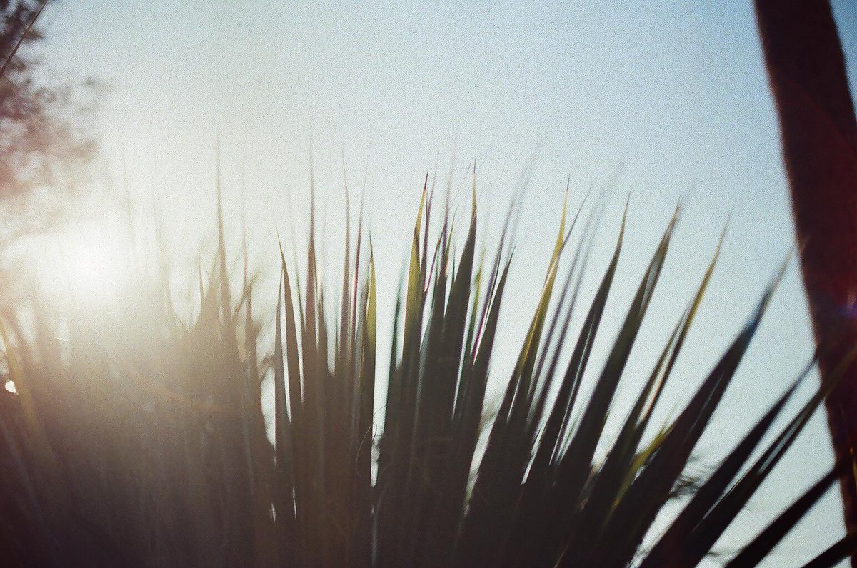 llidoisnguyen's tweet photo. Missed focus but I’m still happy with how my first film photos came out. https://t.co/yJzSmLkDgs