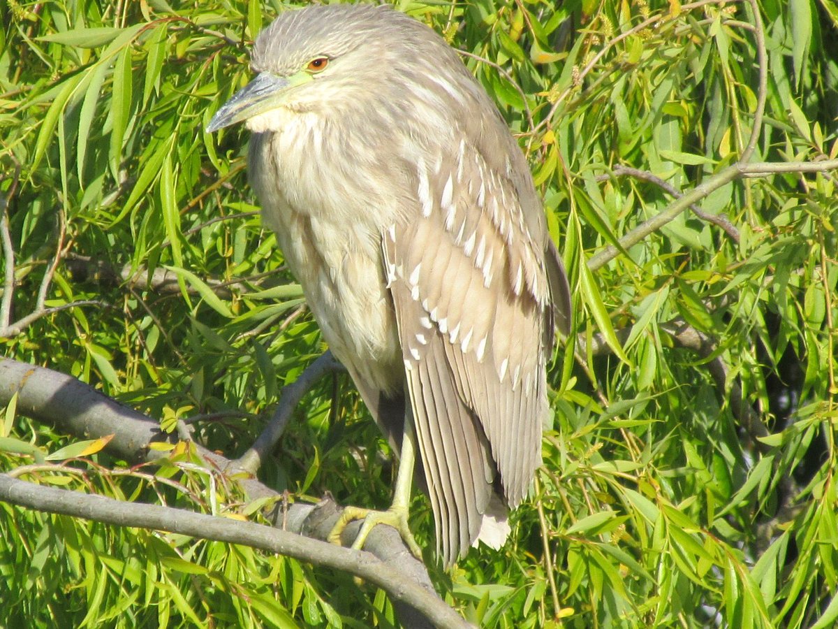 jennygalon's tweet photo. Bird Photography has been beyond relaxing & fun 🐦🦆🦅 #beautifulbirds #birdwatching #ourtogethertime #funtime #GodIsGood #beyondblessed #gettinggoodatthis #LoveBirds https://t.co/8BlOMjjJRB