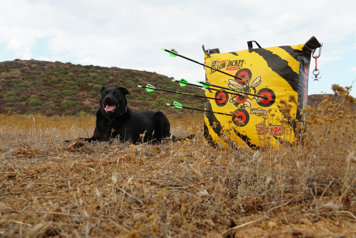MorrellTargets's tweet photo. Have your shooting buddy there but make sure their behind you! Don't forget that step. 😲 What kind of shootin buddy do you have? 🐕 🐶
#morrelltargets #huntingstartshere #labadors #pups #archerydogs #archerspet #runfree #staywild #bowhunting #bowpractice #huntordie https://t.co/PbpOM9Sveh