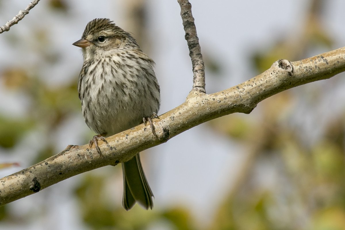 Next is the ever-cheerful and tiny Chipping Sparrow. Both male and female adults have a bright, rusty cap (L). Juveniles are a little trickier to ID because they don't have a cap and they're streaky (R). Juveniles and fall sparrows are HARD (2/12)