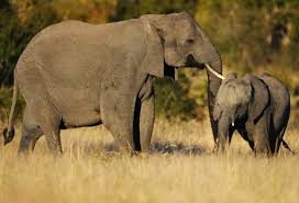 ClaudiacubaG's tweet photo. El Parque nacional Kruger, es la reserva de caza más grande del país, cuyos cañones han sido nombrados Reserva de la biosfera por la Unesco. Alberga la vida salvaje más importante del mundo como los llamados Big Five (el leopardo, el león, el elefante, el búfalo y el rinoceronte) https://t.co/NxrLLBD7jq
