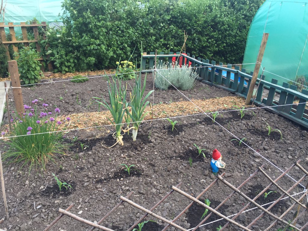 CogFarmsMCR's tweet photo. Fresh wood chipping down really freshens up the paths and makes a great mulch in the next season 🐝 😍 #allotment #MCR https://t.co/0SmFulmx9s