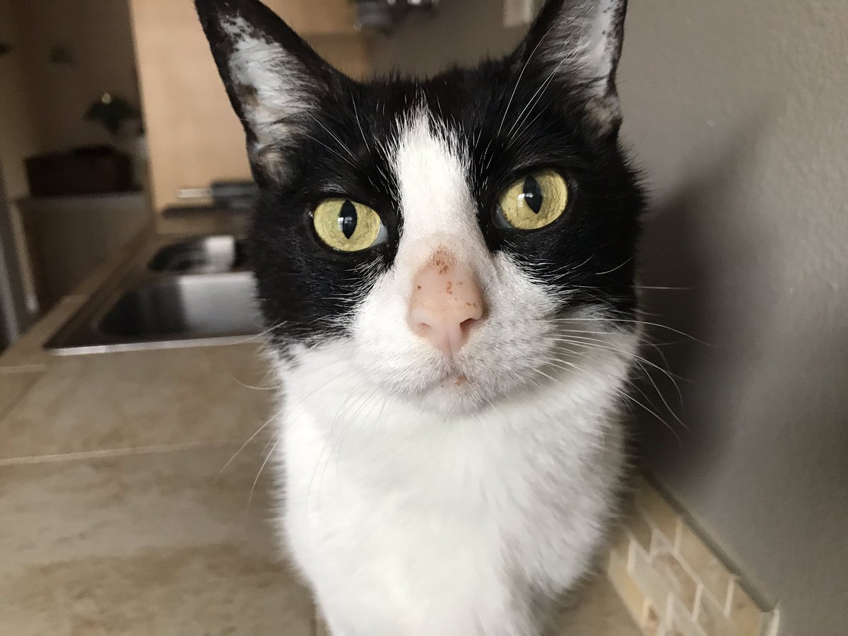 ThewendCat's tweet photo. Hai pals! Wendell here checking in, everyone ready for the weekend? https://t.co/zSCP7Dozk6