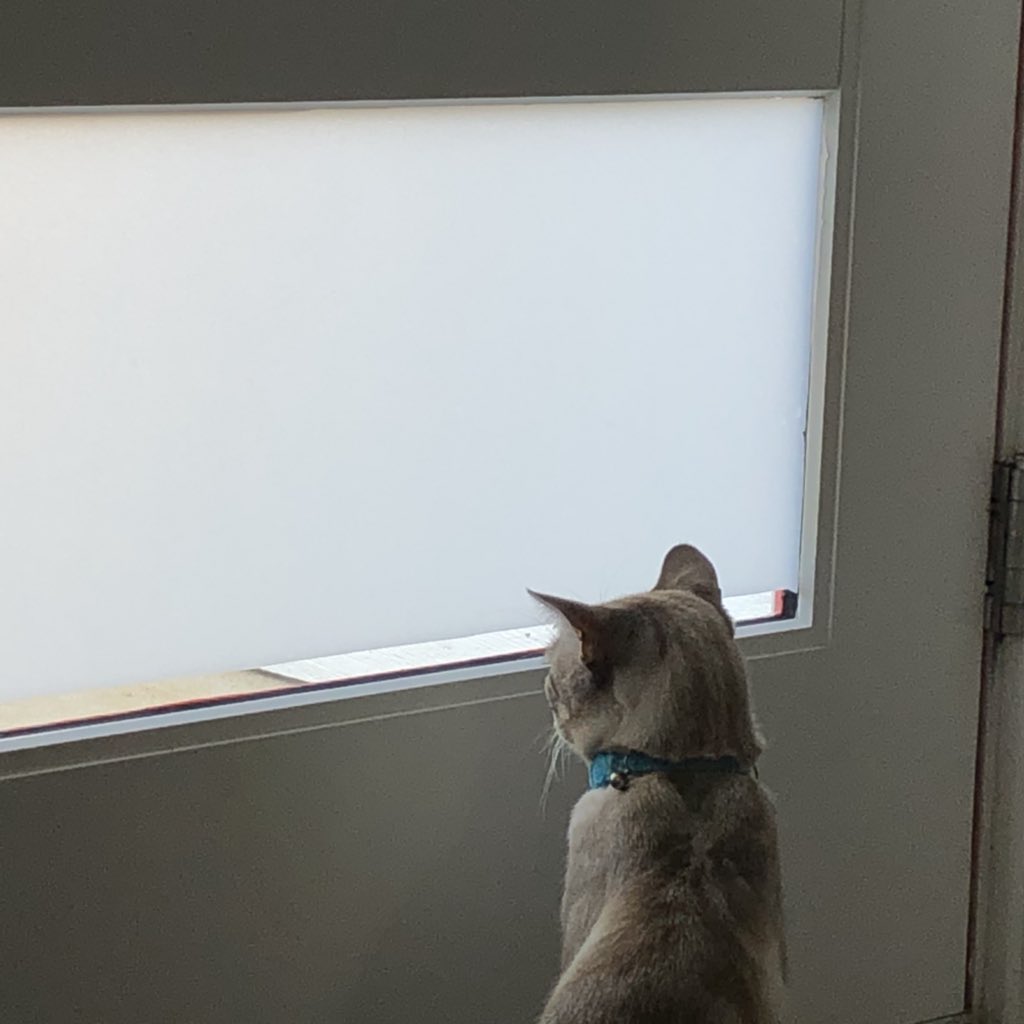 Let’s have some positive professional awwww instead of this other crap? Let’s do another librarian cat thread!!! Here’s Moonpie spying on neighbors