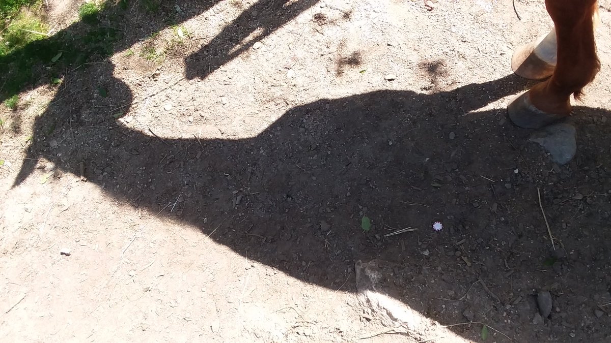 ReadwithRusty's tweet photo. Bonus challenge: Can you find the peppermint hidden in Rusty's shadow? https://t.co/cWbPF8K0Nk