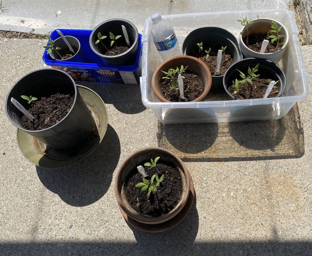 Love the progress that these guys have made. 🍅 life!