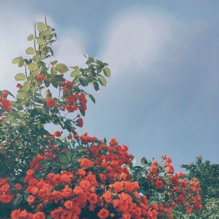 Sunnah Ketika Idul Fitri ☀️