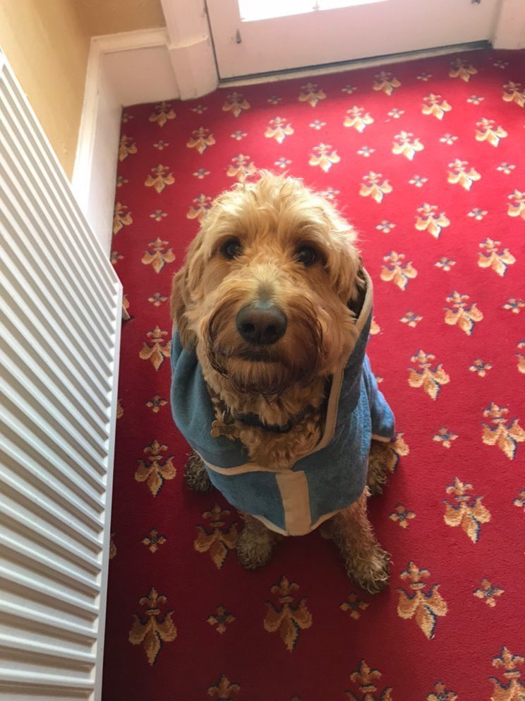 cat__sinclair's tweet photo. Update: he got a new dressing gown this year for his bday as well, but this time with his name on it and a hood! https://t.co/JePm3RQNNE