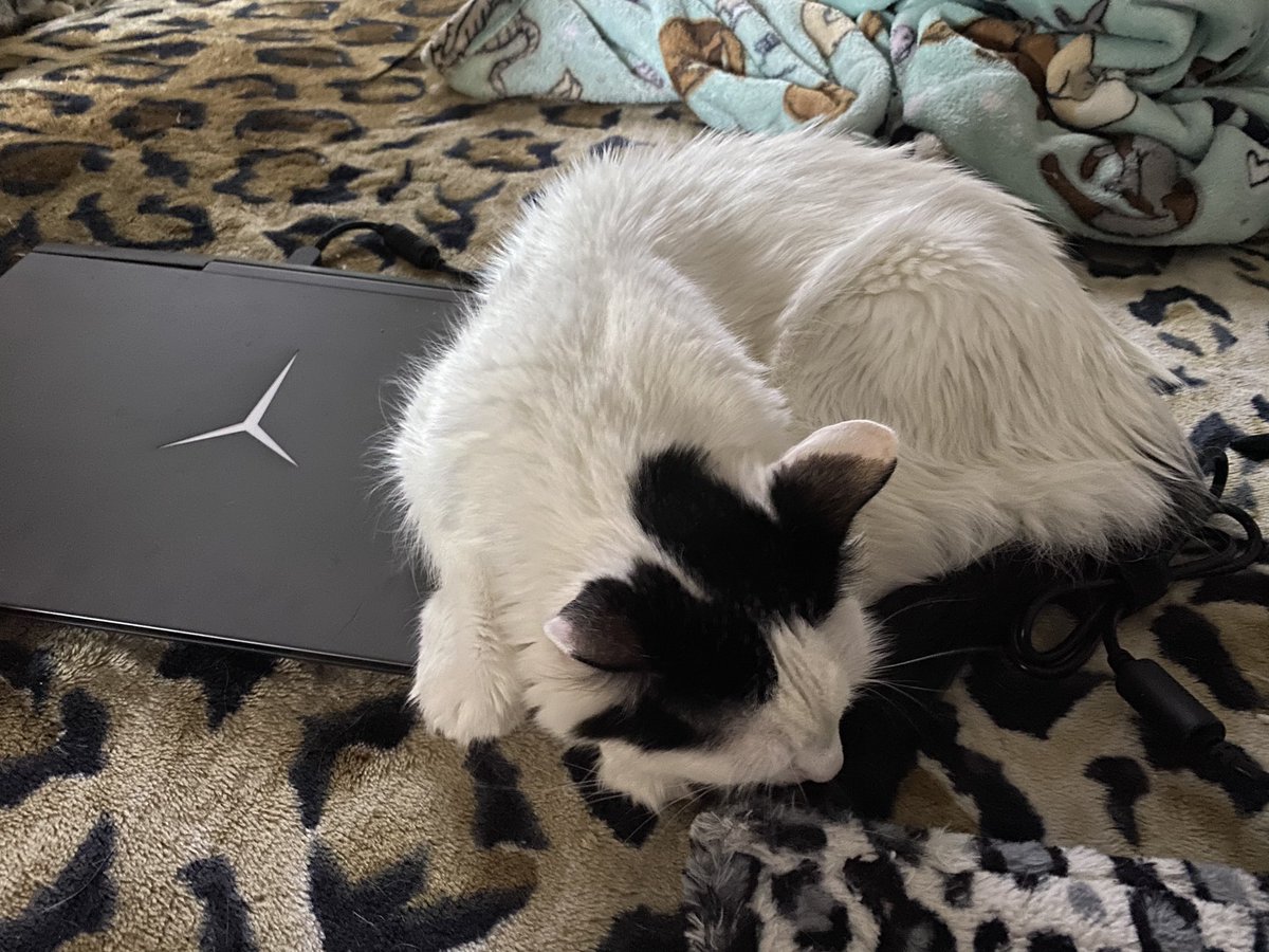 TwistedTailsRes's tweet photo. When Frack says you’re done with work... you’re done. No argument there. #demandingcat #sleepycat #cats_of_instagram #CatsOfTwitter https://t.co/hR7qawaDUh