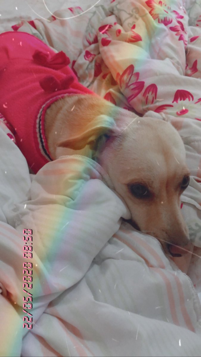 ffabiola_santos's tweet photo. Amor de 4 🐾 https://t.co/tH6CrDptuQ