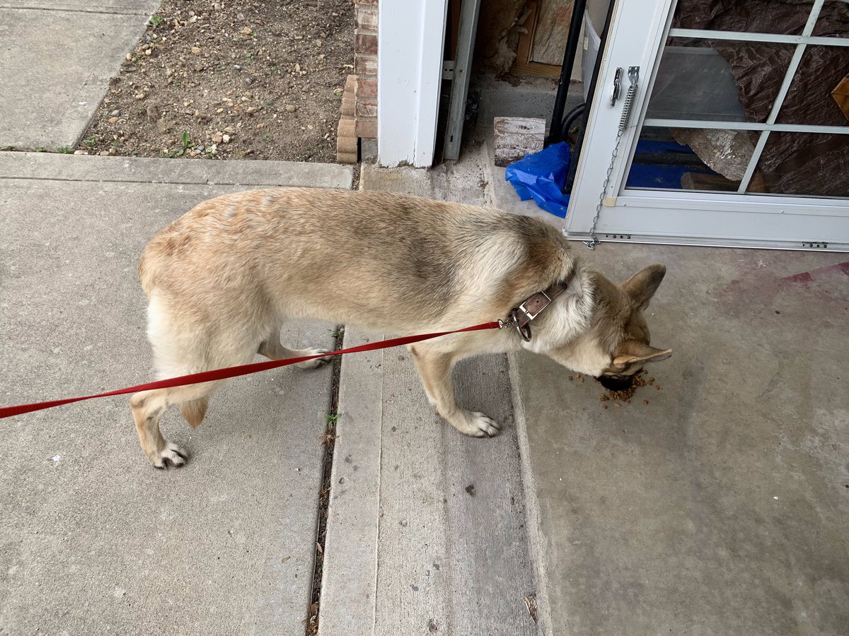 daniiray's tweet photo. Lost pet!! Found on 37 and Southport! We found her about an hour an half ago,please contact me about any information! She's not chipped :-( https://t.co/gsweG3rMFE