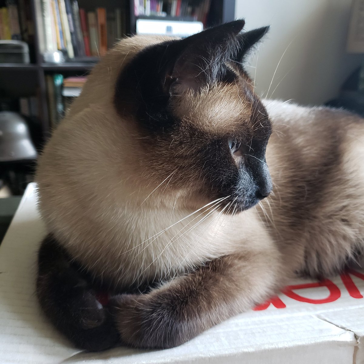 TheZiba's tweet photo. Enjoying some quality box time.

#adoptdontshop #pdx #pdxcats #catsofportland #catsofpdx #ohspets #meezer #siamese #teamziba4life #rescuedismyfavoritebreed #cats #kittens #siyamkedisi #gato #meow #quarantinecats https://t.co/0ZJPLuaXfw