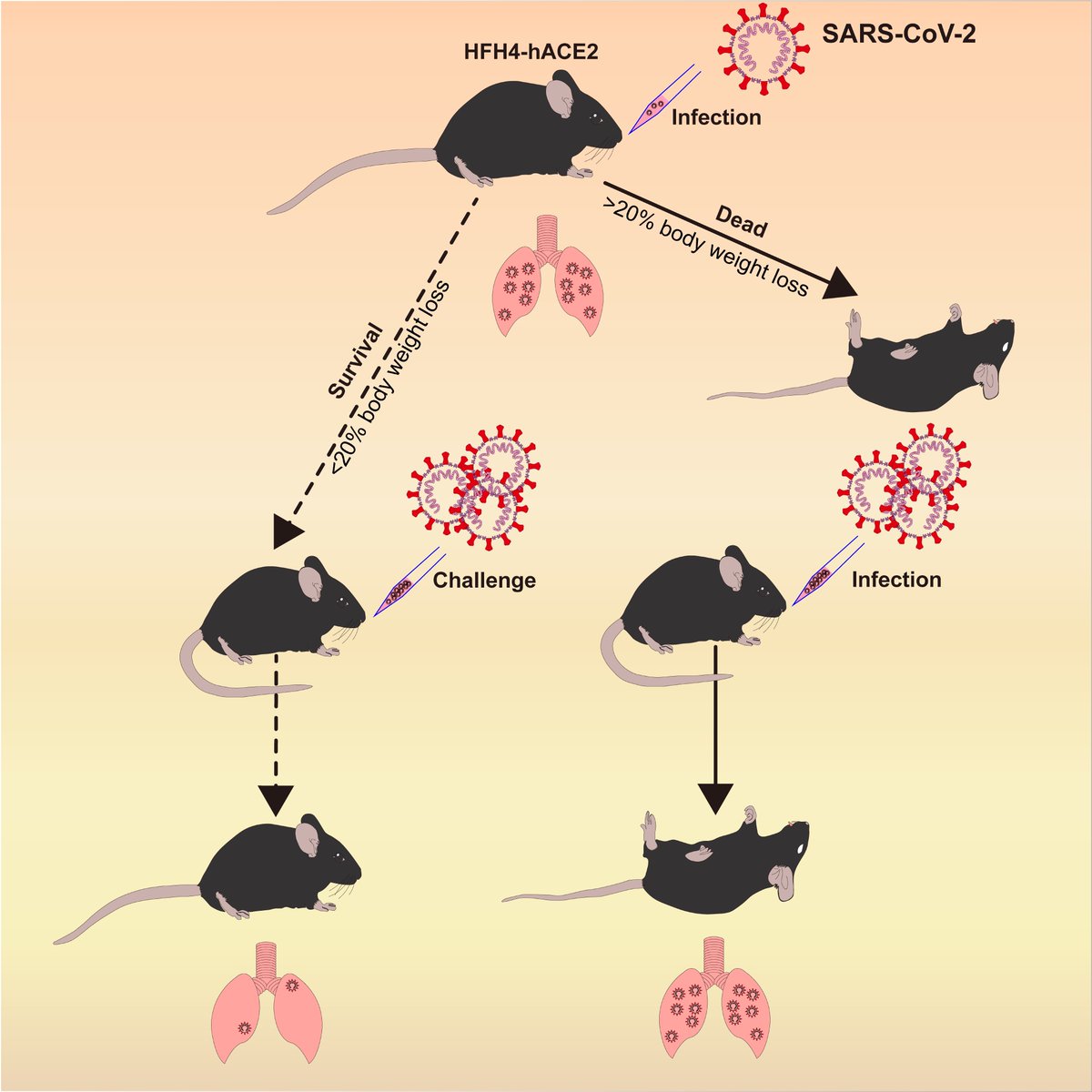 CellCellPress's tweet photo. Online now! A newly developed #SARSCoV2 #hACE2 transgenic mouse infection model recapitulates a number of #infection #symptoms and pathology in #COVID19 patients. https://t.co/TdBRbKAEeE
For all @CellPressNews #coronavirus research and commentary, visit https://t.co/BCdU2ltXnp https://t.co/BYpvTSCzb4