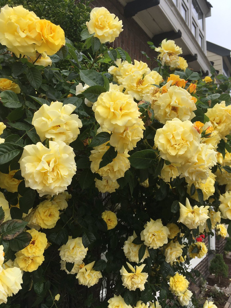 rebellicca's tweet photo. Honor life by embracing its wonders.
Honor your dreams by making them come true.
Honor patience by not waiting.
Speak elegantly. #Flowers #PhotosOfMyLife #photography  #nature #Netherlands #SaturdayVibes #floralphotography #floralart #NaturePhotography #naturelovers #Friday https://t.co/pZTASDmOG9