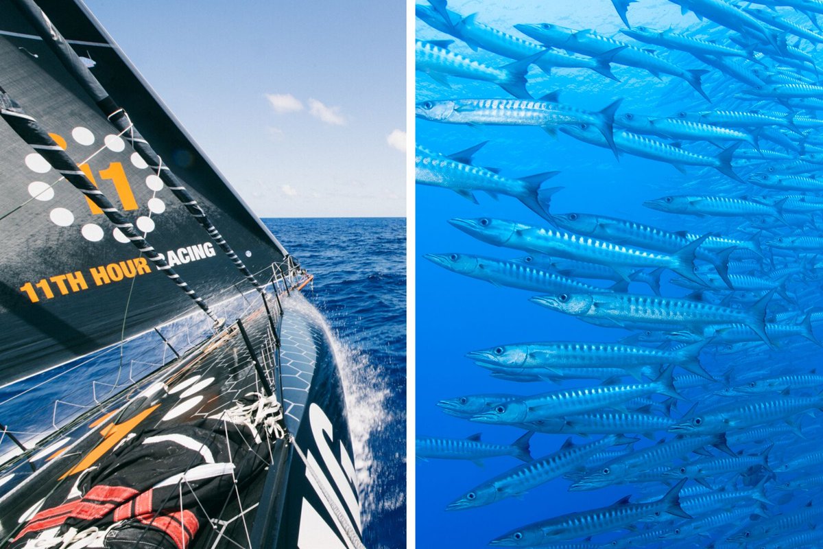 🐋🦟🐟 How can whales, barracudas, and cockroaches inspire solutions to improve ocean health in the marine industry? 

Our team explored the concept of Biomimicry - innovation inspired by nature - during our 2nd #oceanhour session for #biodiversityday!

🔗 bit.ly/3gg423t
