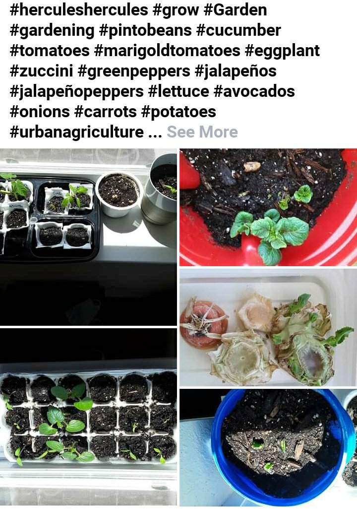 #herculeshercules #grow #Garden #gardening #pintobeans #cucumber #tomatoes #marigoldtomatoes #eggplant #zuccini #greenpeppers #jalapeños #jalapeñopeppers #lettuce #avocados #onions #carrots #potatoes #urbanagriculture #nurseryplants #nurserygarden #mybabies