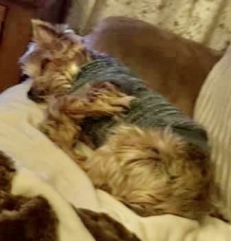 millypod1's tweet photo. πBOW #Lost #ScanMe OLDER Yorkshire Terrier Male
Swallow Street #Iver #Buckinghamshire #SL0
Older dog, teeth missing. Just had haircut
SIGHTINGS PLZ βοΈ07463 711468
https://t.co/Omtf2DubUp https://t.co/ZTdqmuLP2w