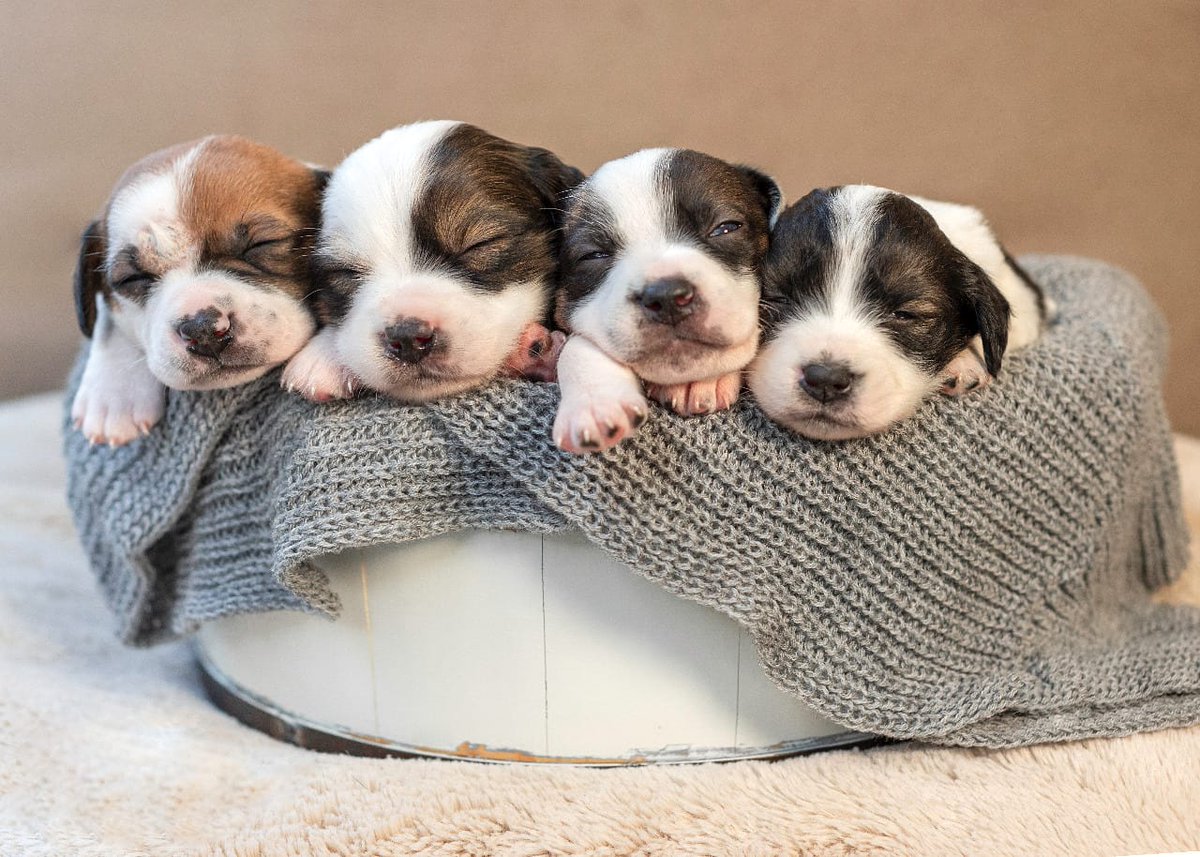 Pitelzinho tweet media