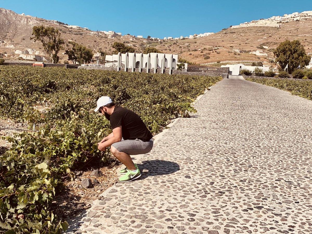 dpen_cc's tweet image. Very little rain so they get moisture from soil. A good part of the island vines growing #santoriniwine