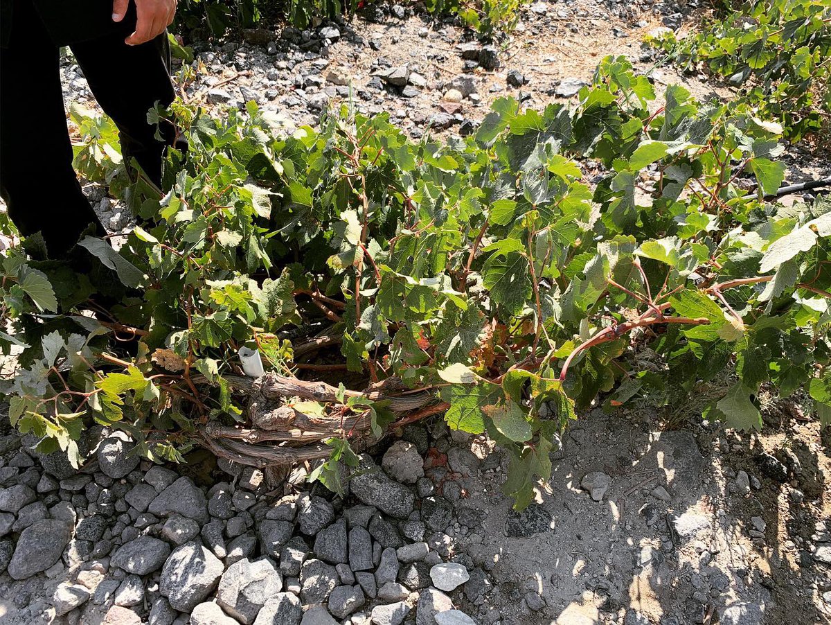 dpen_cc's tweet image. Very little rain so they get moisture from soil. A good part of the island vines growing #santoriniwine