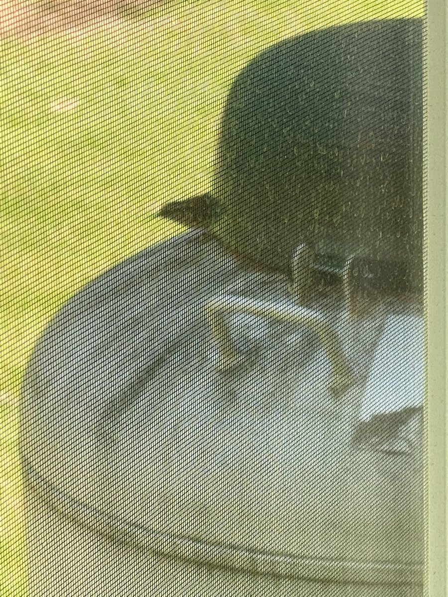 susanaelse's tweet photo. I have been watching this pair of Carolina wrens build a nest today- lots of building materials in my yard!! #silverlining #sau34staffwellness #hdhspride https://t.co/aiVGplZpFk
