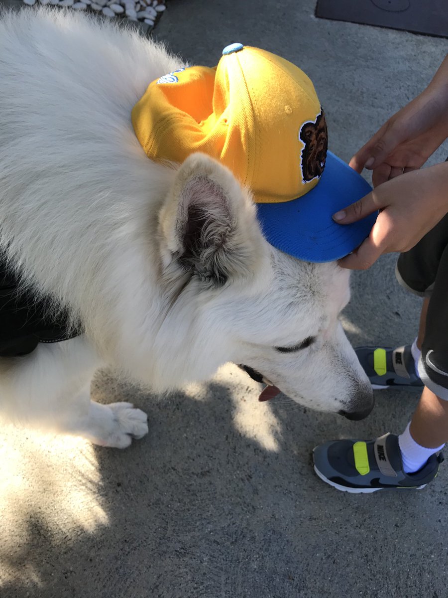 AskMarco3's tweet photo. Humans 1,2,3 and 4 crowned me king of my neighborhood! 🇨🇭🐕❤️🎩👑 #dogsoftwitter #DogsofTwittter #dogstagram #puppiesofinstagram https://t.co/eeGWrzKVgU