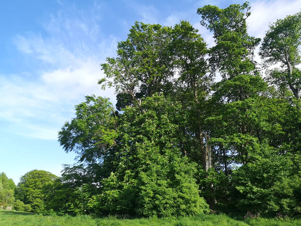 1/ Took it as a bit of a challenge to find a good variety of  #Biodiversity at Midmar Paddock this lovely and very blustery afternoon of  #BiodiversityDay. Gorgeous, mature horse chesnut and many other types of  #trees.  https://twitter.com/MidmarPaddock/status/1263834404935401472