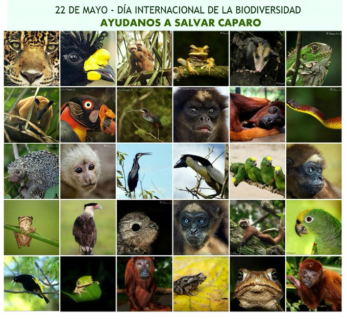 Hoy #DiaMundialdelaBiodiversidad recordamos la importancia d salvar Caparo en Barinas, muchas vidas en est bosque
#22Mayo #Venezuela #BiodiversityDay #BiodiversityDay2020 #BetterWithForests #InternationalBiodiversityDay #IntlBiodiversityDay #BiodiversidaddeCaparo @BarberaMinistro