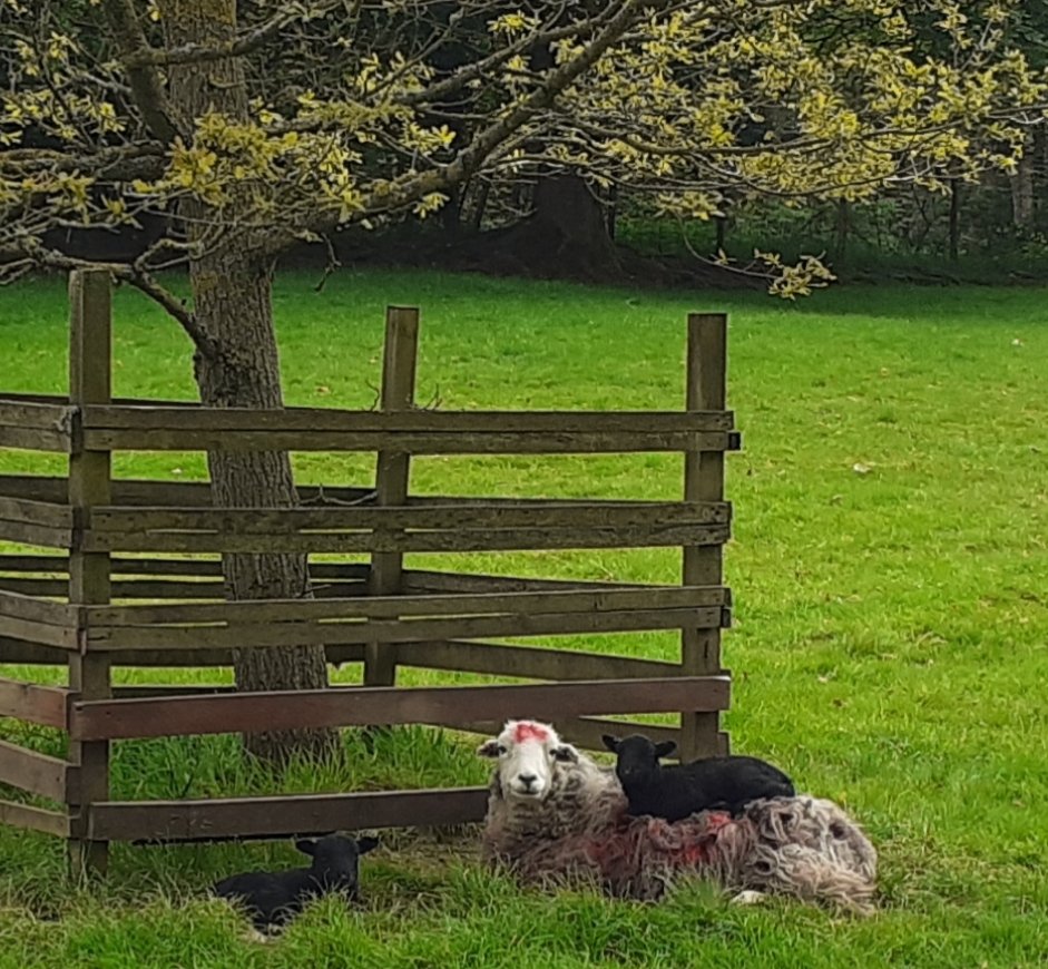 "When's it my turn for top bunk Mum?" <a href="/LearningFields/">Learning Fields</a> <a href="/FriendsofLakes/">Friends of the Lake District</a>