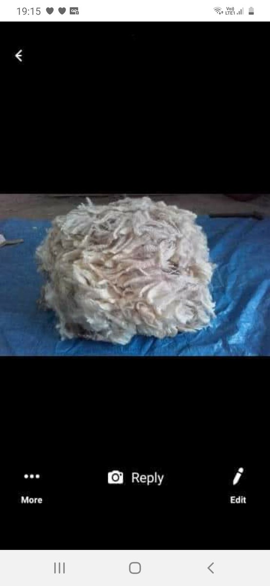 katiesummerfie2's tweet photo. I will have a limited supply of gimmers fleece, they will be quality, semi lustrous and long staples, They also take dye well. They are available first week in june...please dm if you would like one...#producedwithlove ❤👍 https://t.co/KPmCgAXN57