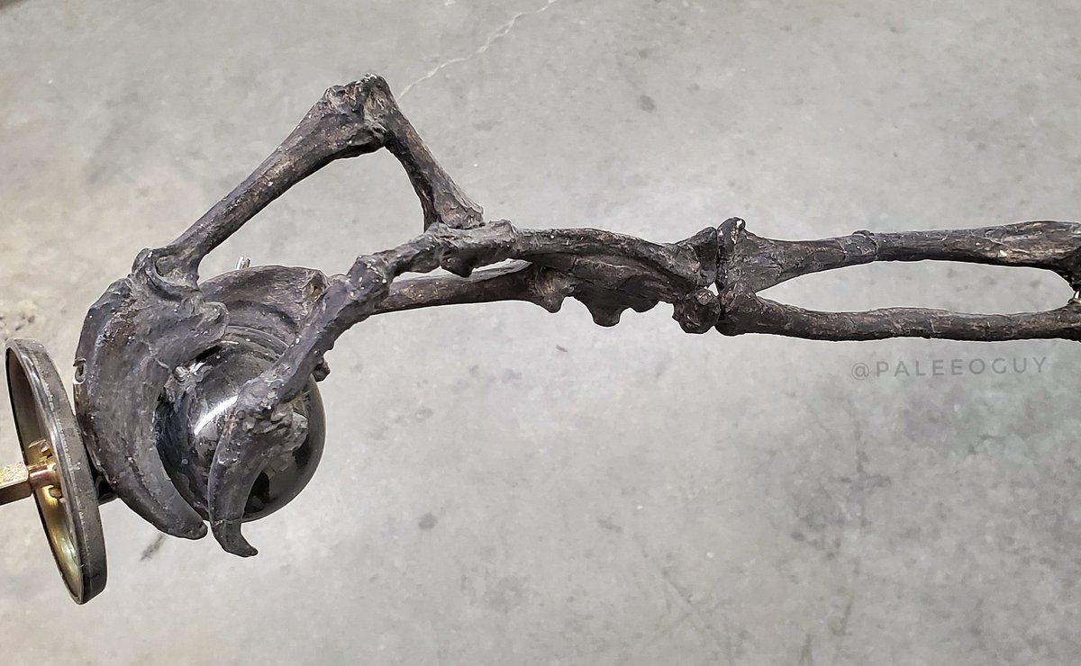 Round door knobs. Because of their wrists, raptors couldn't twist their hands. A cast of a  #Deinonychus hand in the below images demonstrates this. Checkmate, raptors! #museumweek2020  #paleontology  #paleontologist  #dinosaur  #fossil  #velociraptor  #Deinonychus  @jurassicworld