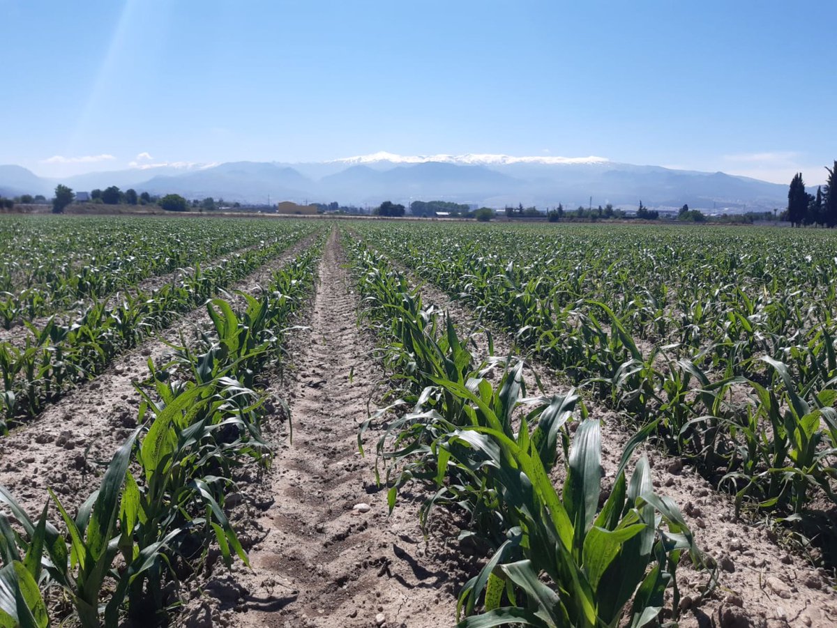 LGSeedsES's tweet photo. 🌽STARCOVER🌽
A pesar del granizo caído estos días en la zona de Granada, nuestro #maíz sigue un buen desarrollo gracias, en parte, a la fuerza del #Starcover.
Descubre más sobre esta tecnología aquí https://t.co/gcukIPH39t
#SemillasLG #TecnologíaLG #tecnología #cultivos https://t.co/JQL8owjeVM