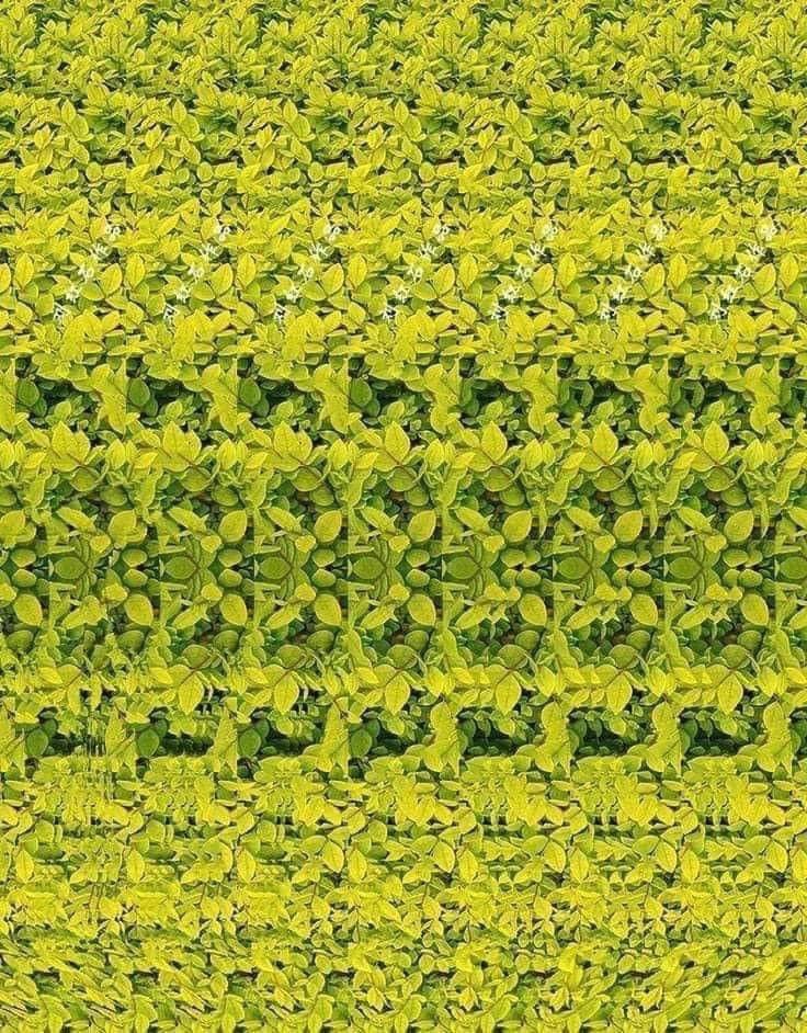 Pandamoanimum's tweet photo. Saw this on Facebook.
Put your nose on the middle of the picture and then slowly pull away. It’s actually quite amazing. https://t.co/tEyvXHb1Al