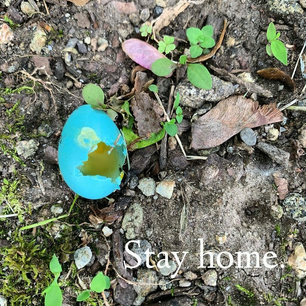 Never know what you might find when you’re exploring around the yard. #stayhome .
.
.
.
.
#robinsegg #egg #robin #birds #eggshells #nature #parenting #parents #kidsinnature #outdoors #outdooradventures instagr.am/p/CAf5Og2jp-L/