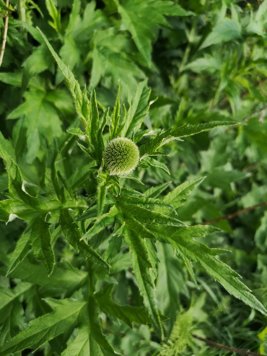 8/ Various thistles 