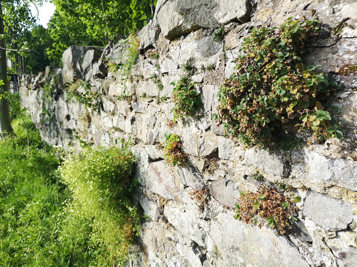 11/ Loads of life along the stone walls. Teensiest fronds I have ever seen.