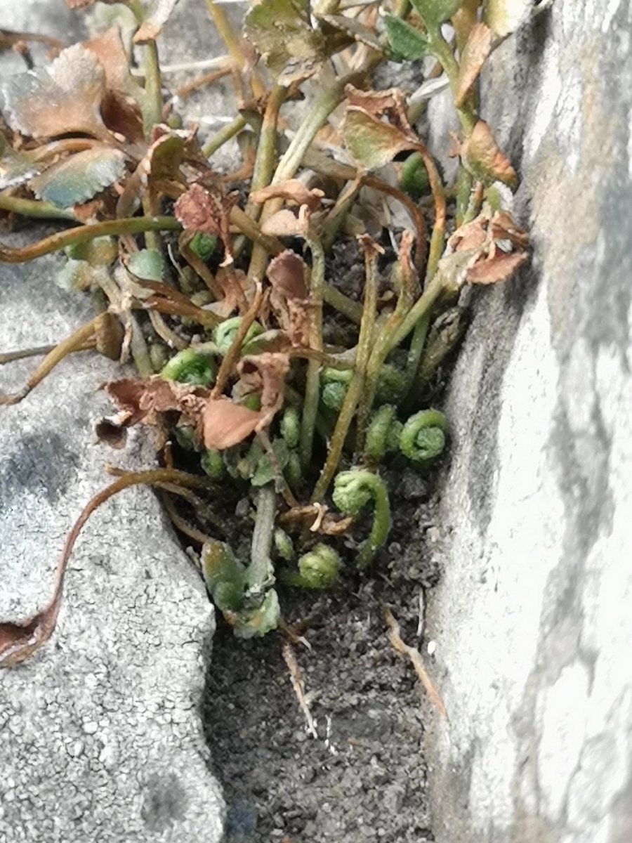 11/ Loads of life along the stone walls. Teensiest fronds I have ever seen.