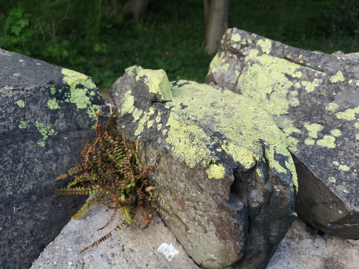 11/ Loads of life along the stone walls. Teensiest fronds I have ever seen.