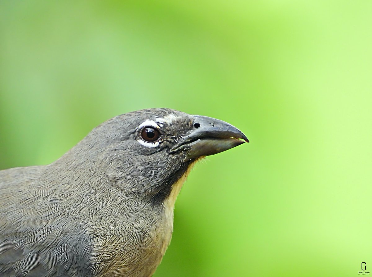 JJLN0468's tweet photo. Papayero (Saltator coerulescens) #photo #photography #photographer https://t.co/O3daUFipho