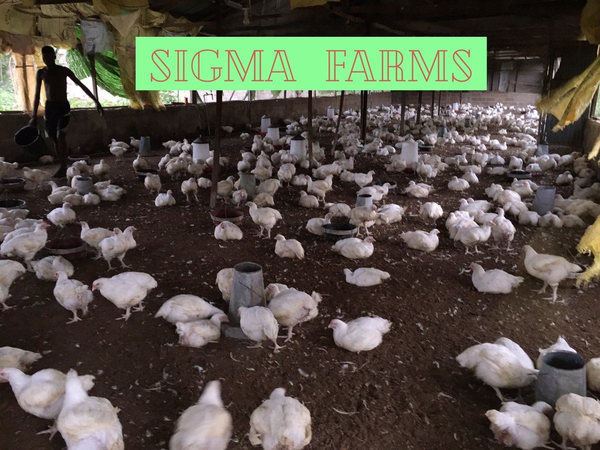 OptimuzPrime's tweet photo. It's CHICKEN O'clock!!!

What are you waiting for?

DM is open! 
#Ilorin #kwara #IlorinTwitterCommunity #EidUlFitr #sallah #FarmingBillioniare #BillioniareFarmer https://t.co/Ym4gZRYga6