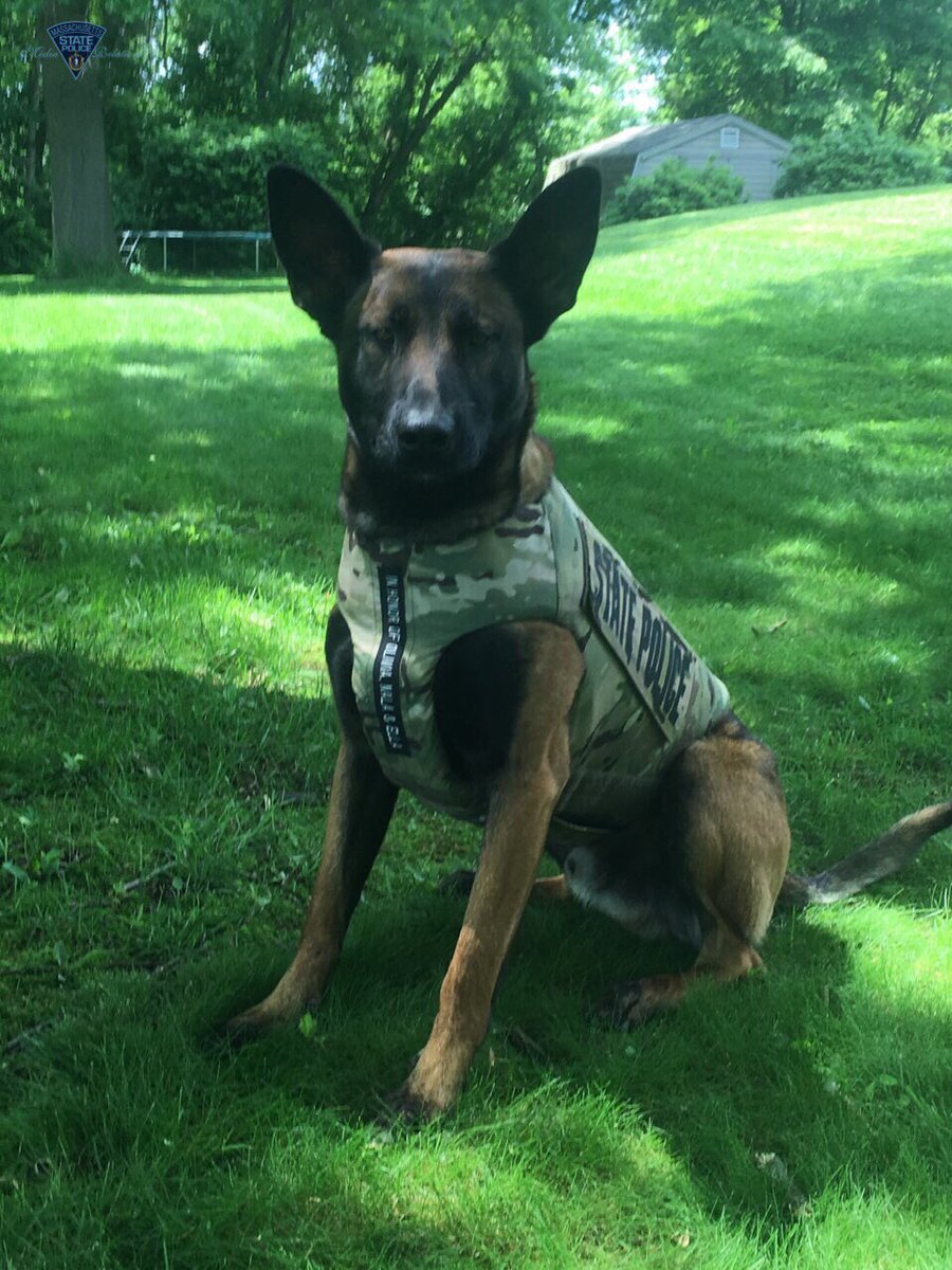 MassStatePolice's tweet photo. K9 Lennox &amp; his handler, Trooper Gallup, last night located a distraught woman in the Cheshire woods, ensuring she could receive medical help. Another example of the great capabilities of the K9 Unit to find people in trouble so they can be helped. More: https://t.co/As3rPxEpl9 https://t.co/NuZ0iG5ce6
