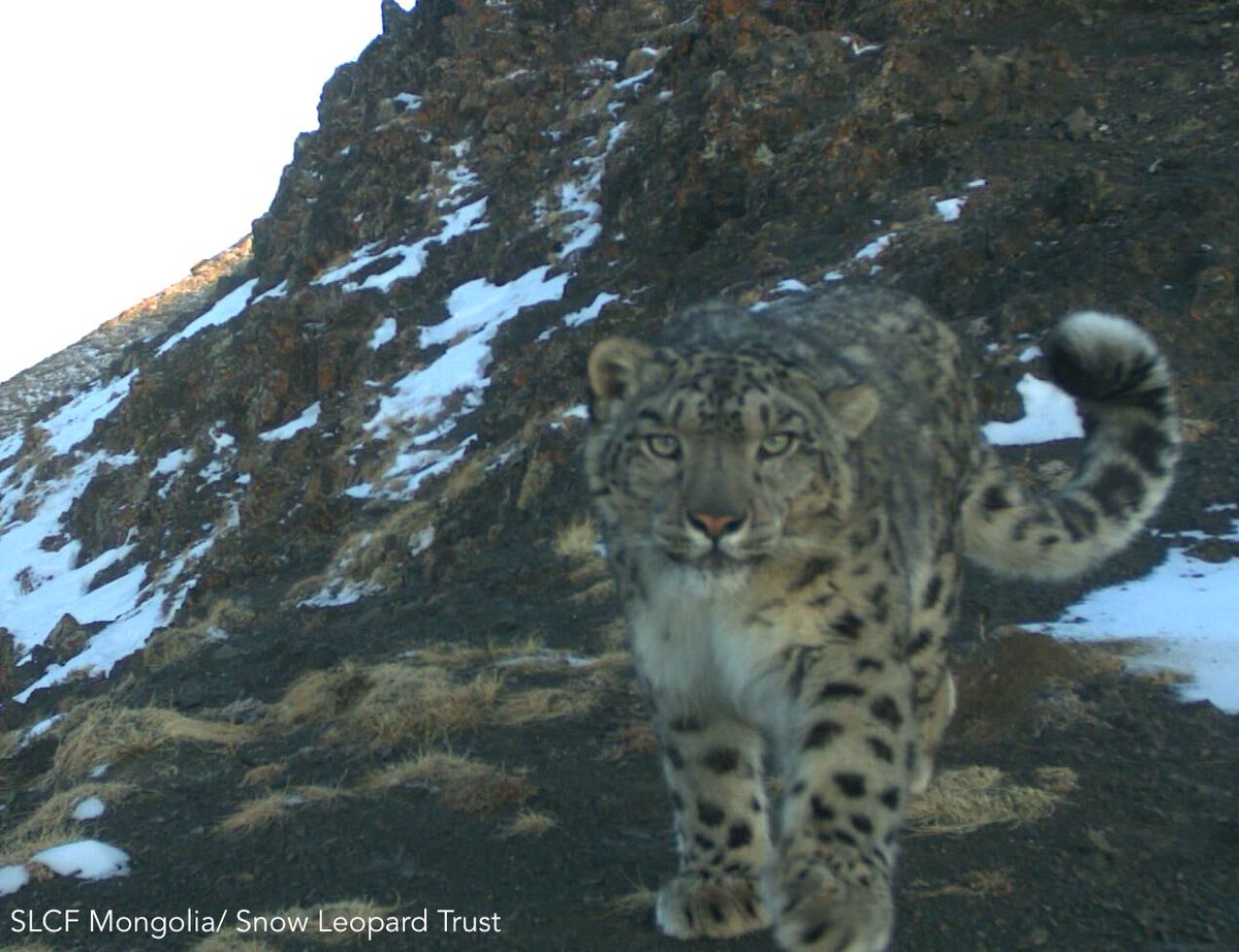 snowleopards's tweet photo. Did you know male #snowleopards use an area of around 220 km2 while females use 130 km2? And young snow leopards may travel as much as 1,000 km2 as they disperse from their mothers- that's an area larger than all of New York City! #SnowLeopardFacts #InternationalBiodiversityDay https://t.co/ExpV5Jw5Jo