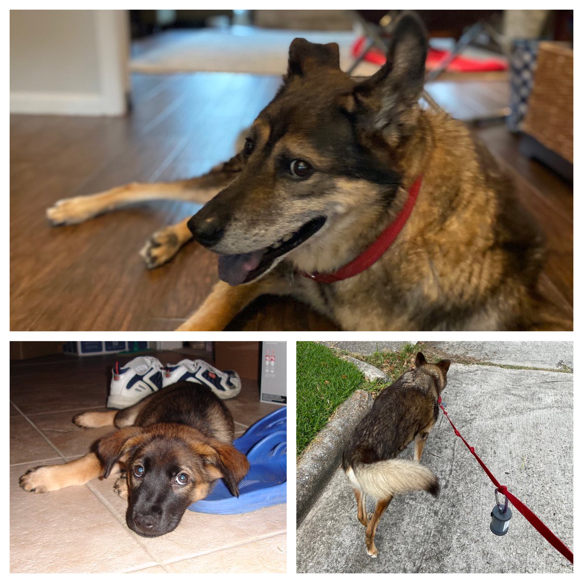 ProfVTB's tweet photo. Daily random #pandemicthoughts #40:
Happy 13th adoption anniversary to Chesney!  Being 13, we know we don't have a lot of time left, so we are grateful the pandemic has given us this extra time to show him how much he means to us. We love you, Old Man! https://t.co/IkNRiAPYaW
