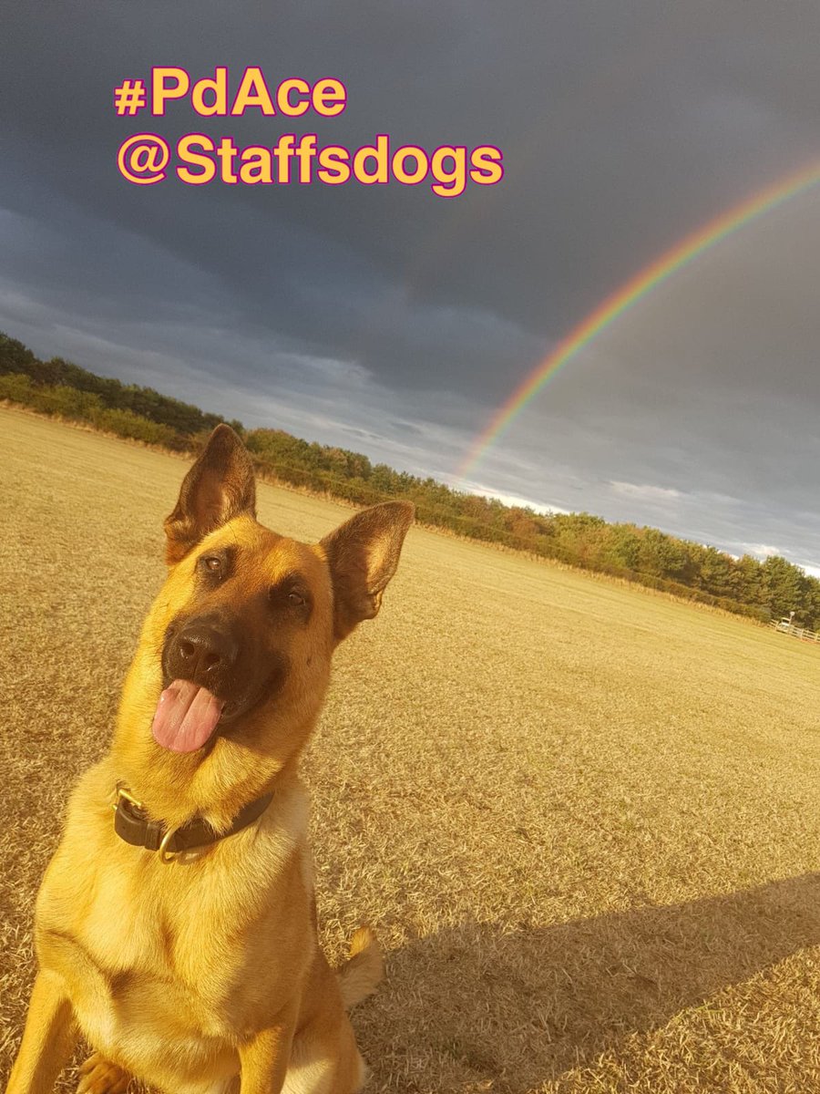 CCstaffofficer's tweet image. #MeetTheTeam Day 7, #PdAce( pet detective) collar number 59, aged 5yrs. Best job finding wanted person for several offences, tracking with handler PC Clarke to find person hiding in a wooded area. Every 🌈 has a Pawfect 🐾 end.